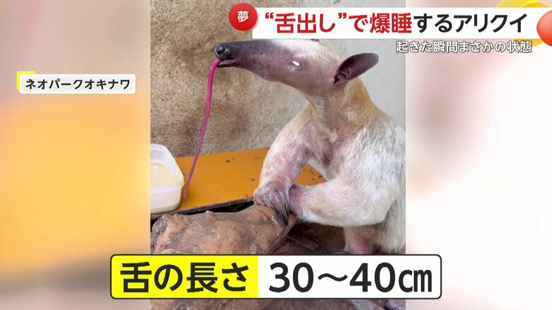 超長い舌で食事をするコアリクイ（映像提供：ネオパークオキナワ）