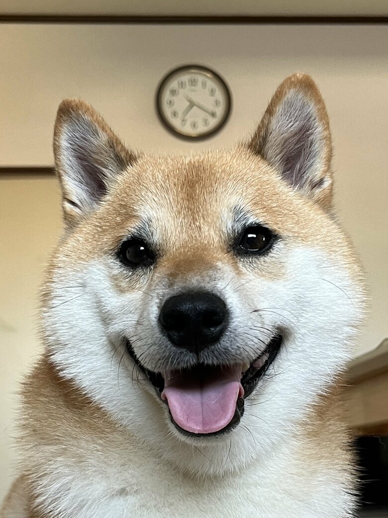 提供：柴犬ふう太さん