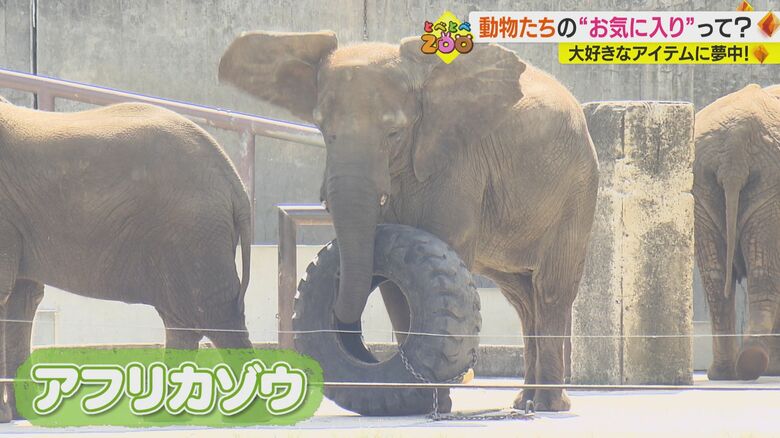タイヤを転がして遊ぶアフリカゾウ