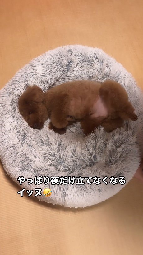 提供：Leo トイプードルさん