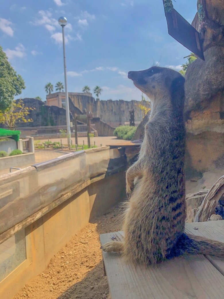 上空を警戒中（提供：九十九島動植物園森きらら）