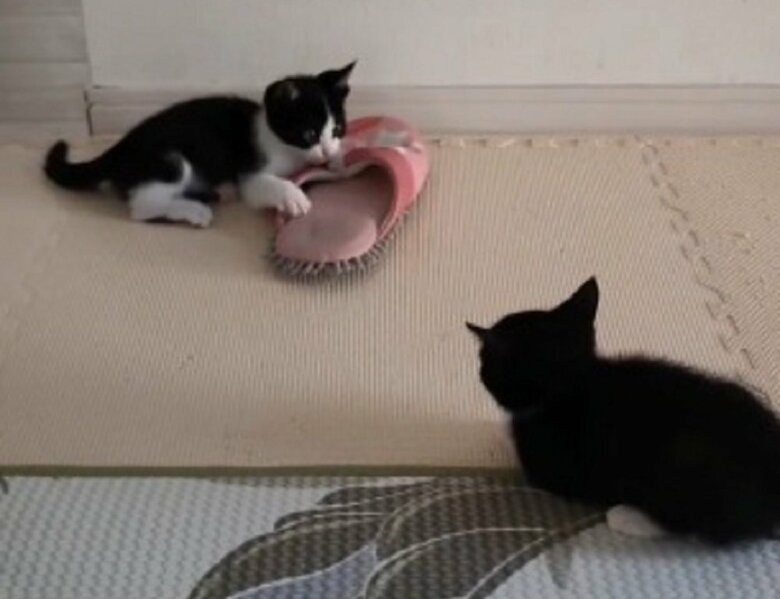 スリッパで遊ぶ2匹