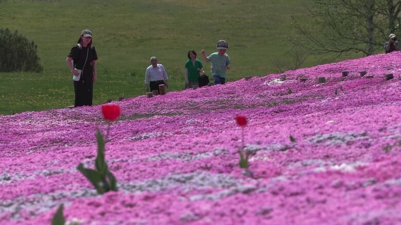 遠軽町「太陽の丘えんがる公園」の芝桜