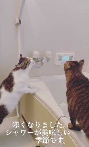 山葵くんはシャワーをゴクゴク？