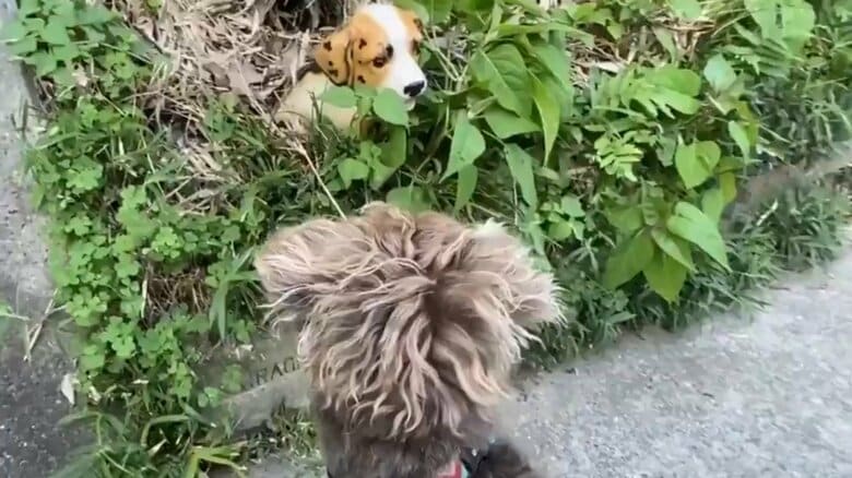 草むらをじっと見つめる兄犬くん