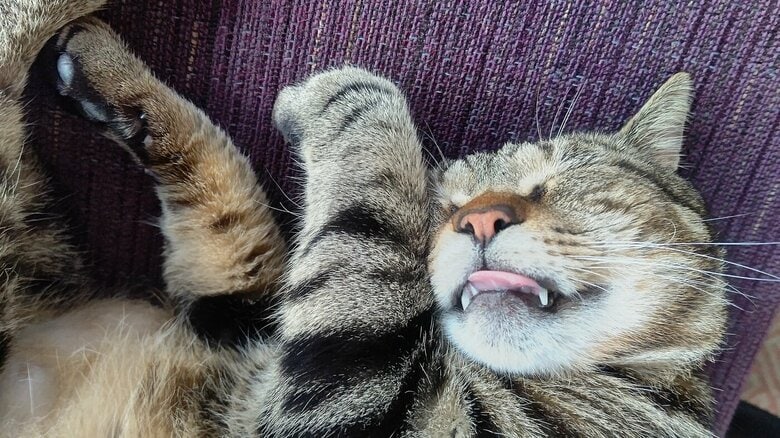 お気に入りのソファの上で爆睡