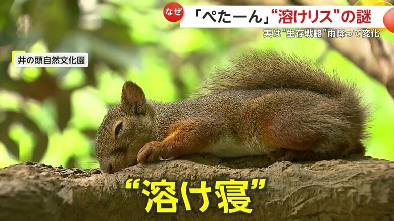 溶けているような状態で寝ているリス