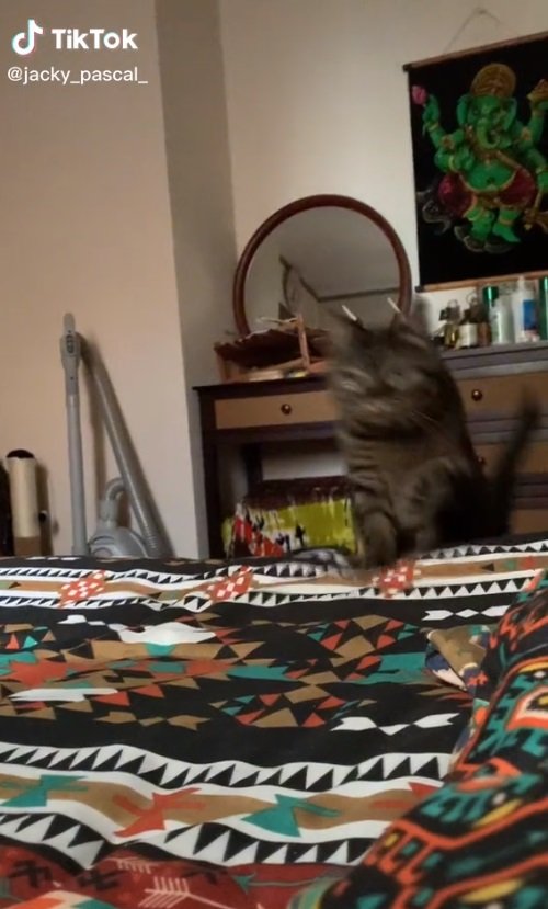 ベッドにぴょん