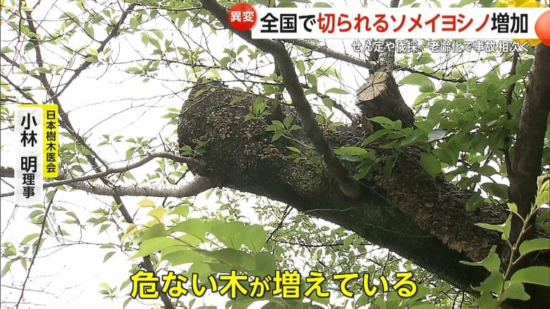 「危ない木が増えている」と指摘する日本樹木医会・小林明理事