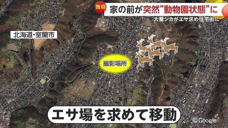 撮影者はエサを求めて移動してきたと推測する