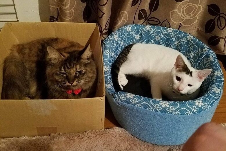 左：みかんちゃん　右：豆大福くん