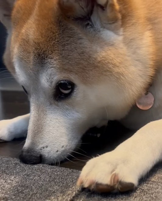 提供：柴犬 sasuke_紗助さん