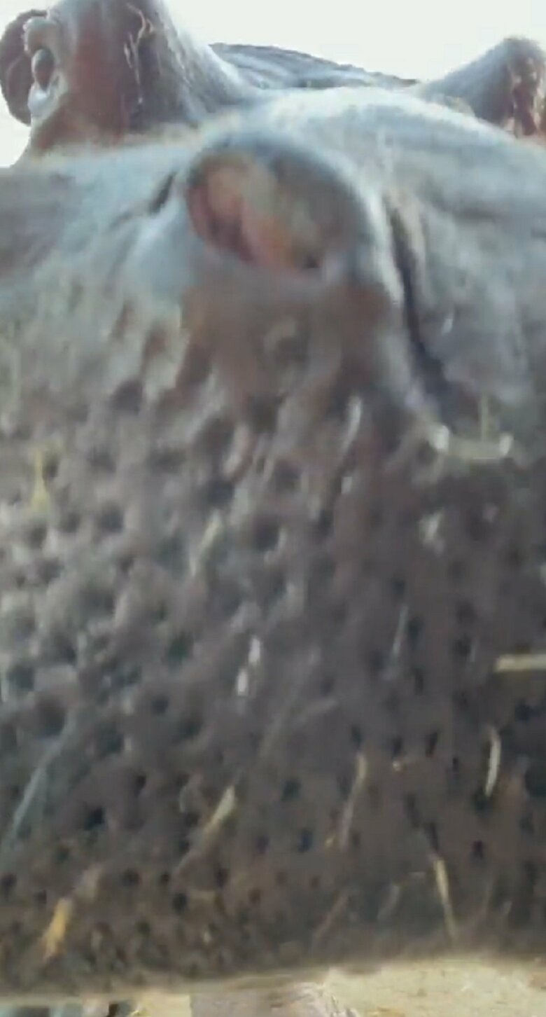 口元アップ（提供：那須サファリパーク）