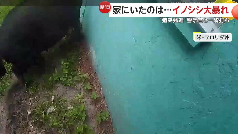 敵意を向けているような表情までみせたイノシシ