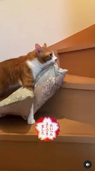提供：赤瀬川和寿さん
