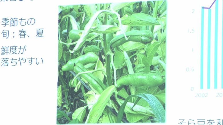 大豆の代替素材として「ソラマメ」に着目