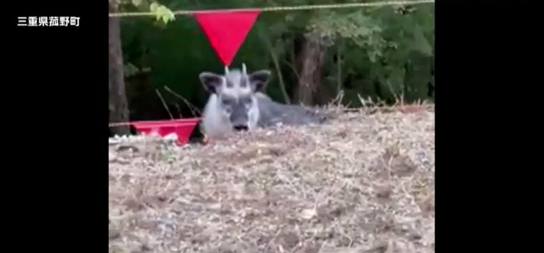 三重県菰野町で撮影されたカモシカ