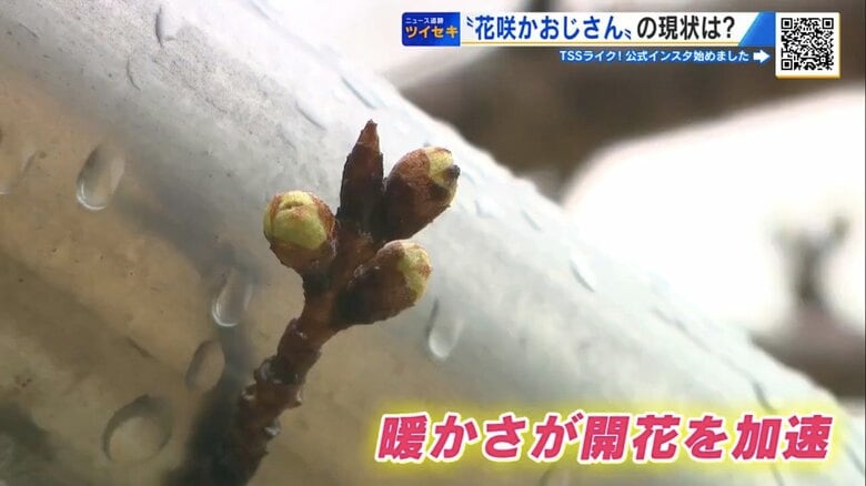 暖かさで芽が割れたサクラ