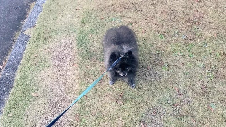 散歩が好きで帰宅拒否することも