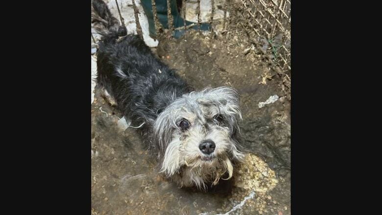 虐待があった施設にいた「ぺろ」（提供：Eva）