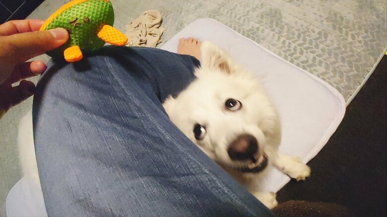 遊んでもらってご機嫌