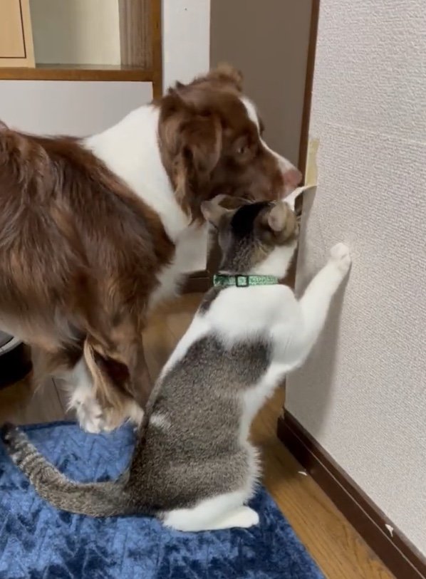 一緒にイタズラ（提供：ゆに＆メッシさん）