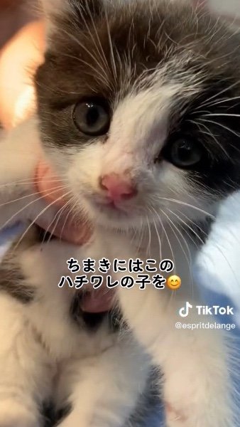 提供：エンとちぃさん