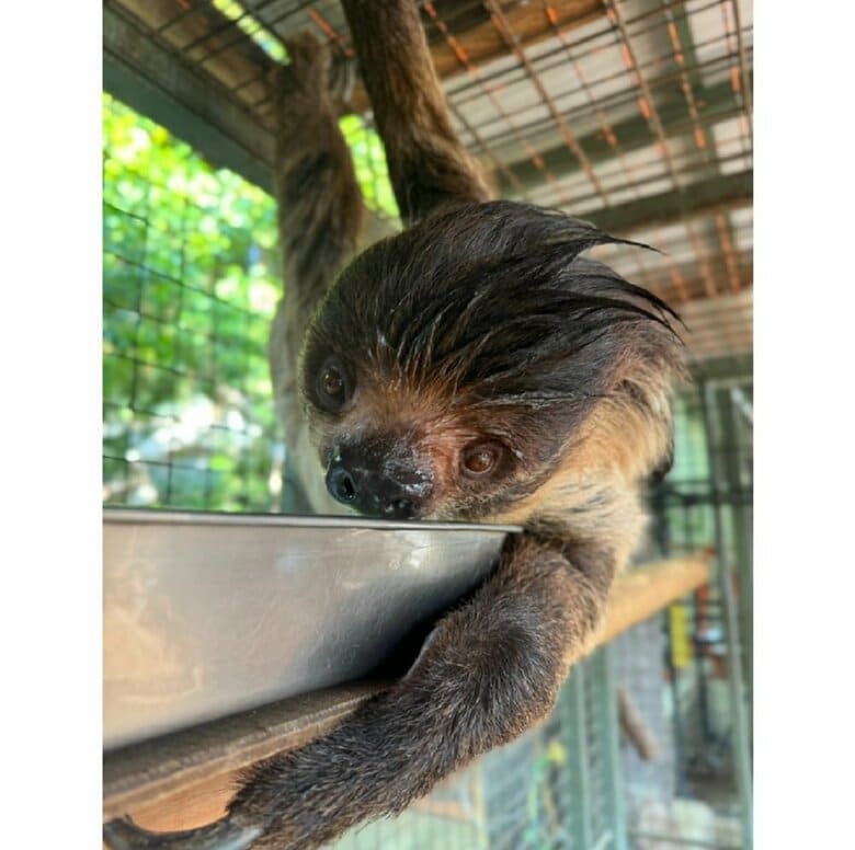 水を飲んだ後はかっこいいヘアスタイルになっていた（提供：神戸市立王子動物園）