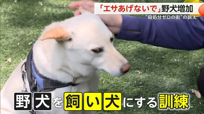 野犬を飼い犬にするために行われている訓練の様子