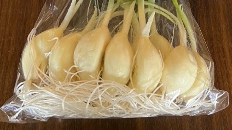 商品化した発芽にんにく（提供：テクノシンセイ）