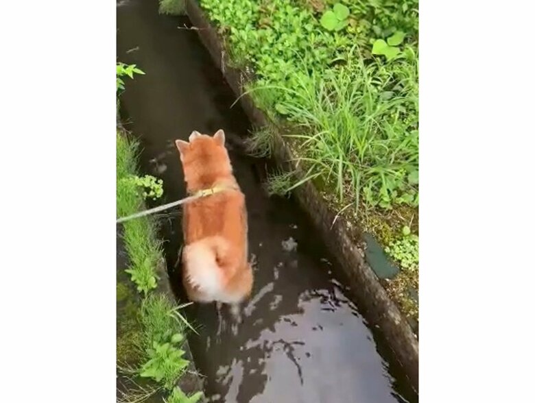 提供：柴リアンハスキーもちごめ兄弟さん