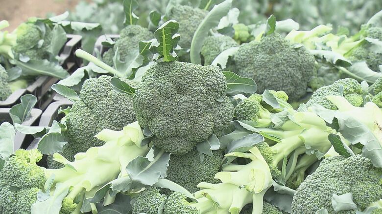 宮古市の「ビレッジファーム新里」で栽培しているブロッコリー