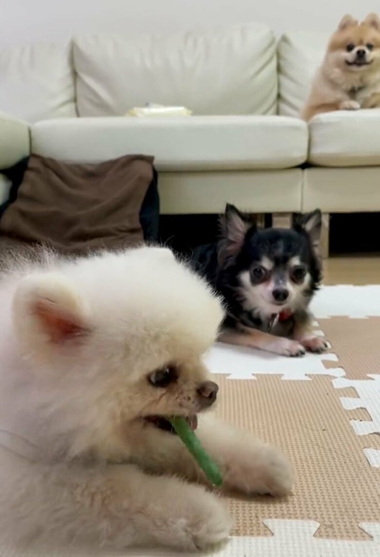 しんくんがガムで遊ぶと、逆に見つめることも