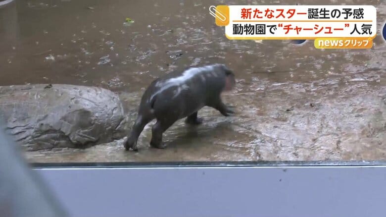 “ムーデーン効果”で来園者が2割ほどアップしている動物園