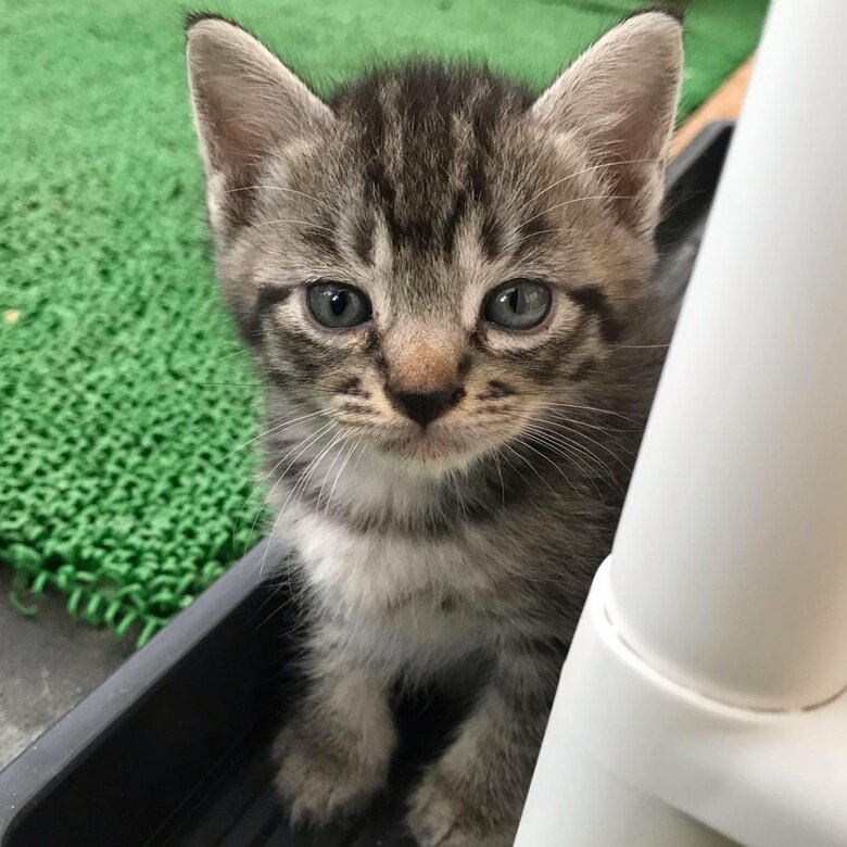 子猫時代のコタローくん