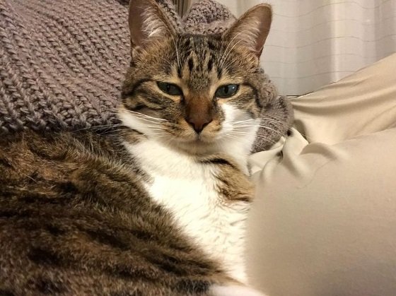 くつろぎモードのキキちゃん