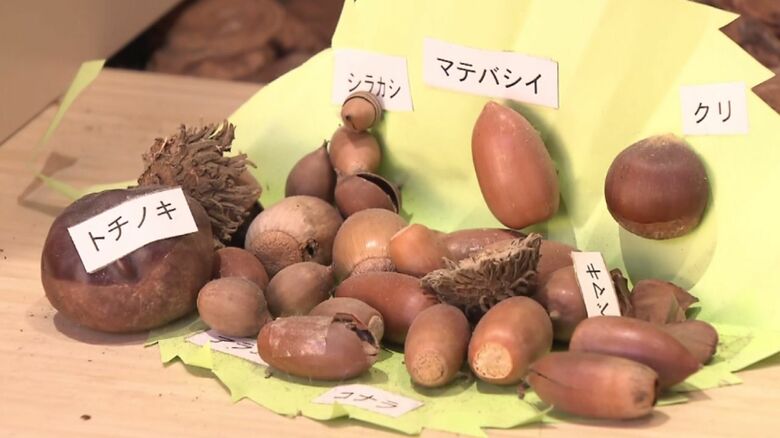 どんぐり（兵庫県森林動物研究センター）