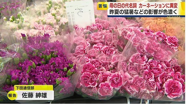 出荷を待つカーネーション（JAふじ伊豆河津桜支店）