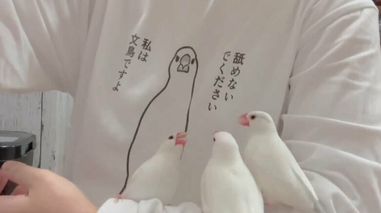 Tシャツとあまりにもマッチしている文鳥