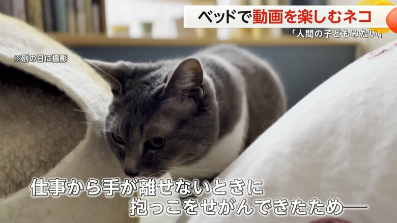 ベッドに座らせて動画を流すと、獲物を追うように集中して見ていたメグちゃん