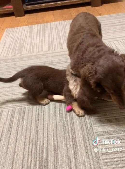 “ワンプロ”する2匹