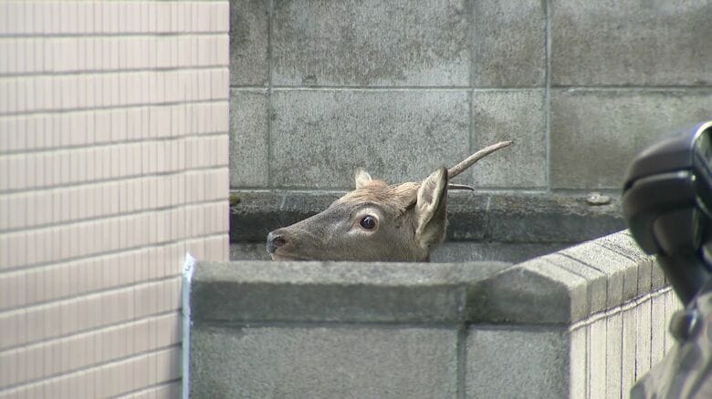 札幌市中央区・アパートの敷地内にとどまるシカ（10月20日）