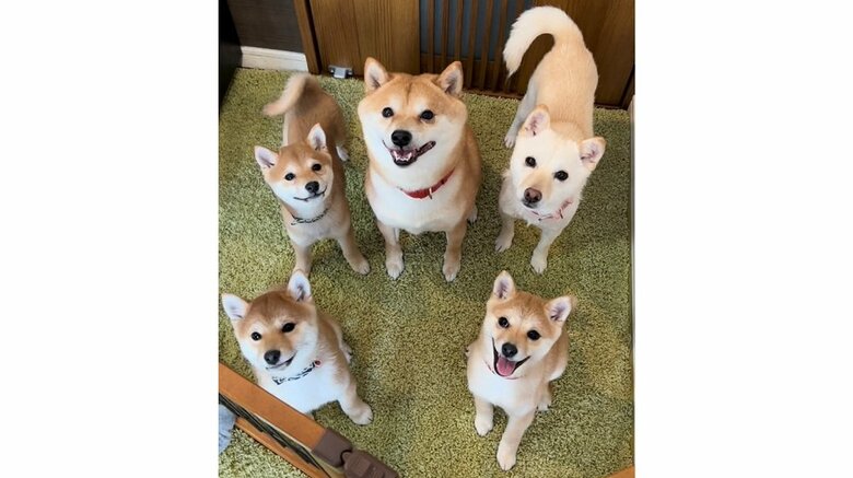 豆千代くん一家（中央に豆千代くん、右上の白豆柴がモチ代ちゃん、そして子どもたち）