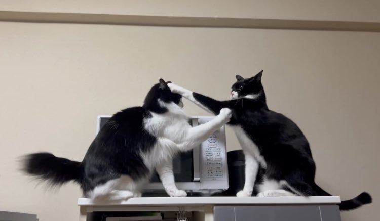 たまにはケンカ？もしたり…