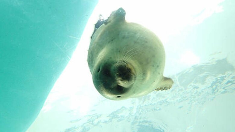 ワモンアザラシのミゾレくん（提供：海遊館）