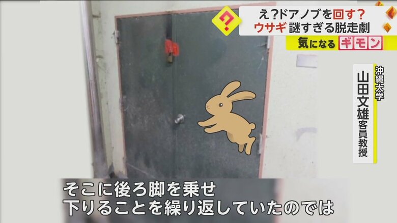 イメージ図。ドアノブに向かってエゾユキウサギがジャンプしている