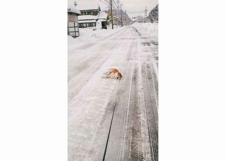 寝転んでうごきません（提供：あおとはなさん）