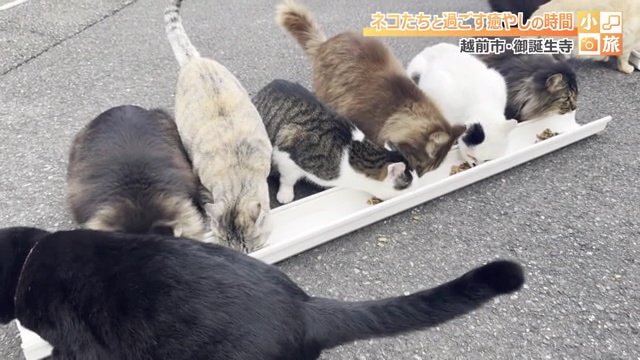 1列になってモグモグ