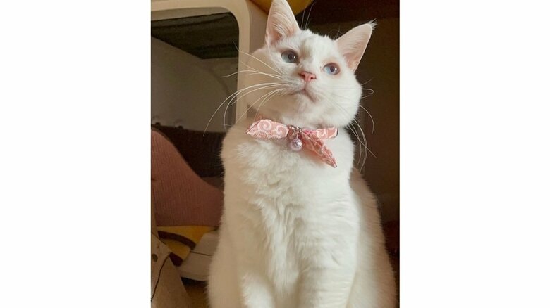 青い瞳の白猫・ぷるちゃん