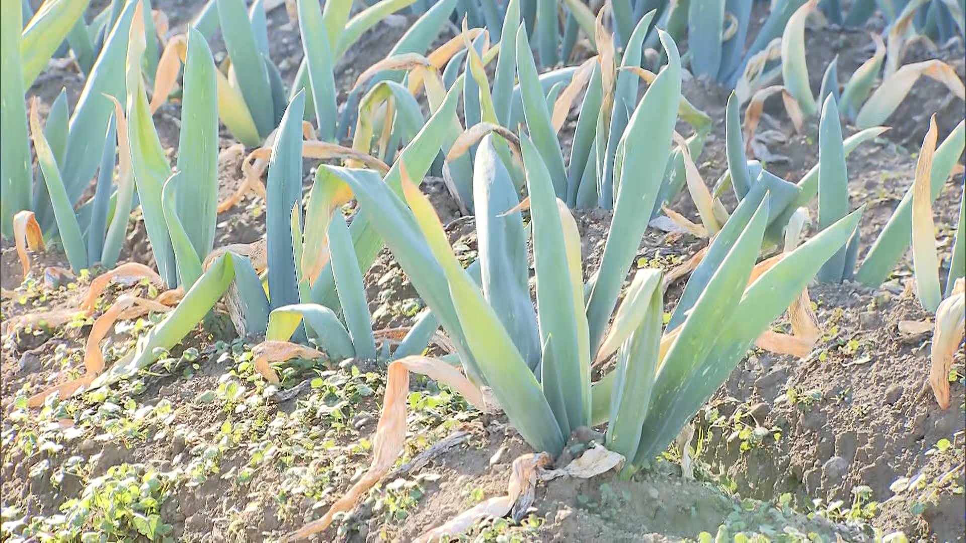 異変】“冬の味覚”下仁田ネギが大凶作で例年の60%の量に「ここまで 